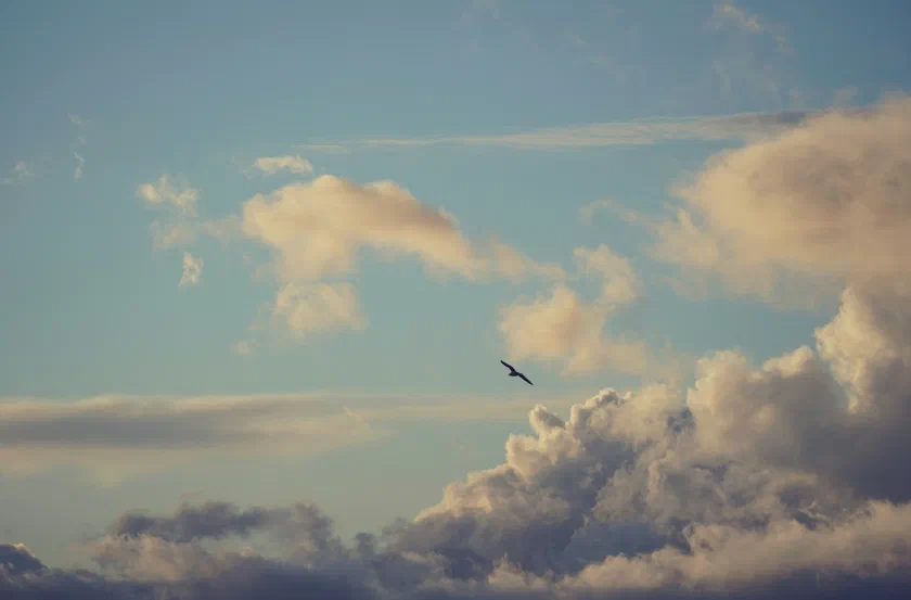 Ein einzelner Vogel gleitet durch einen weiten, blassblauen Himmel vor hohen, sonnenbeschienenen Wolken